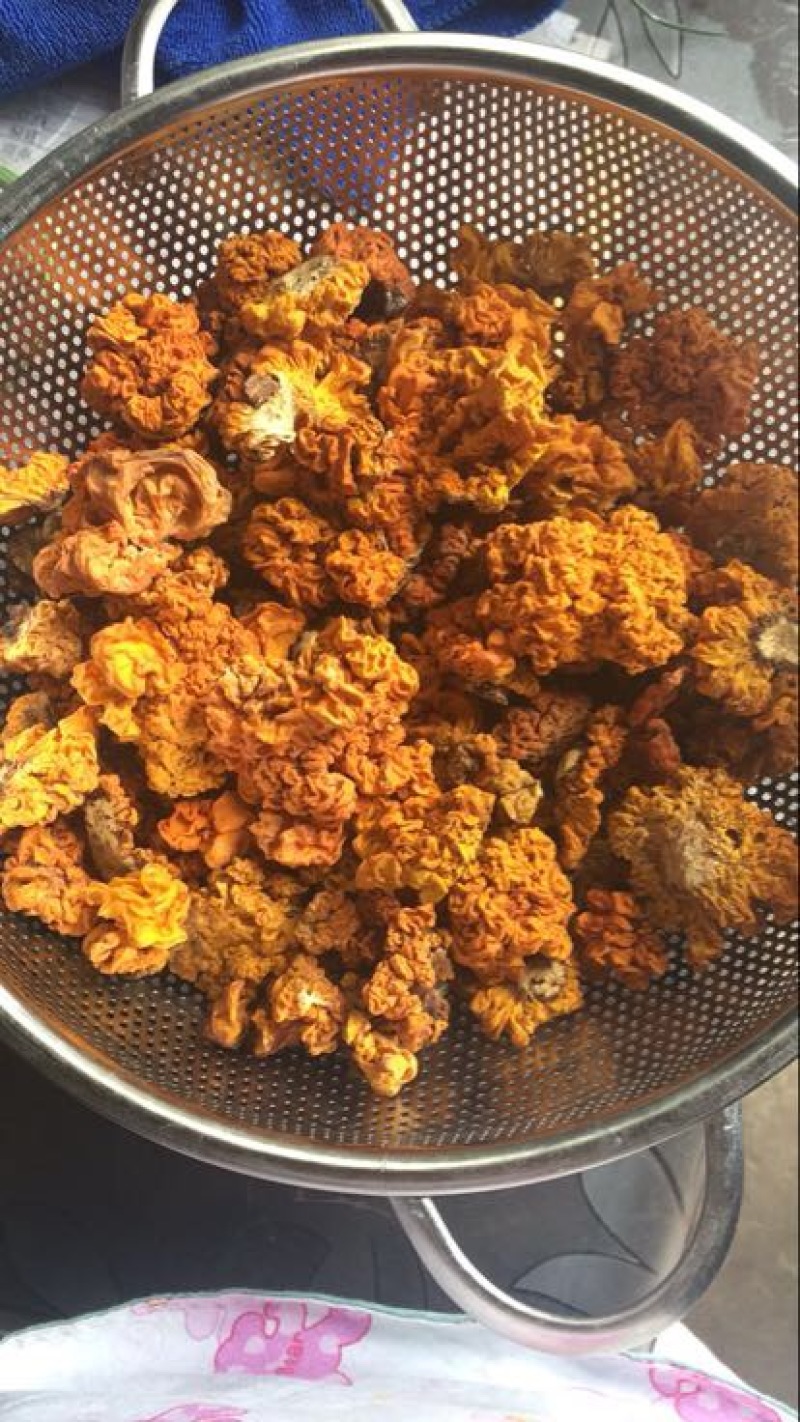 金耳黄耳脑耳菌断木金耳菌银耳