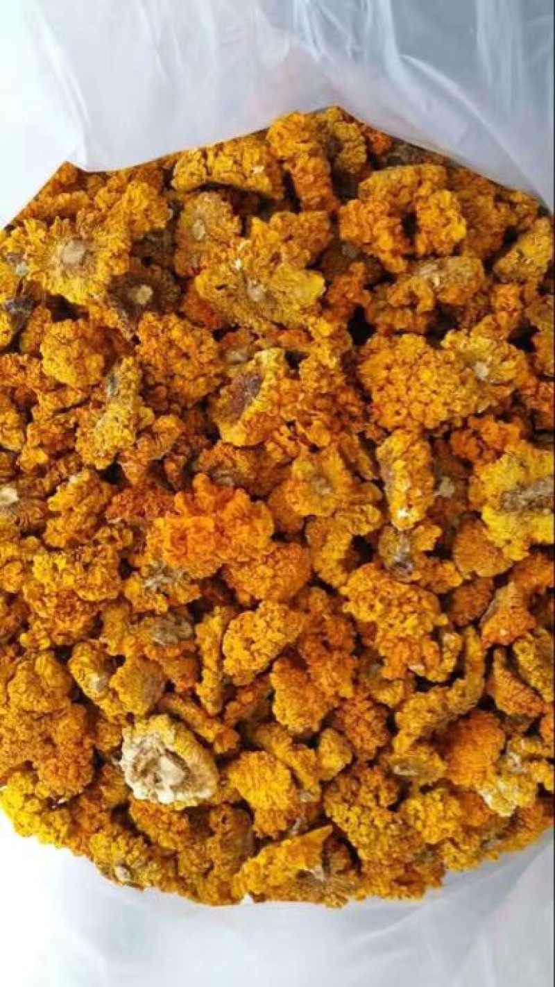 金耳黄耳脑耳菌断木金耳菌银耳