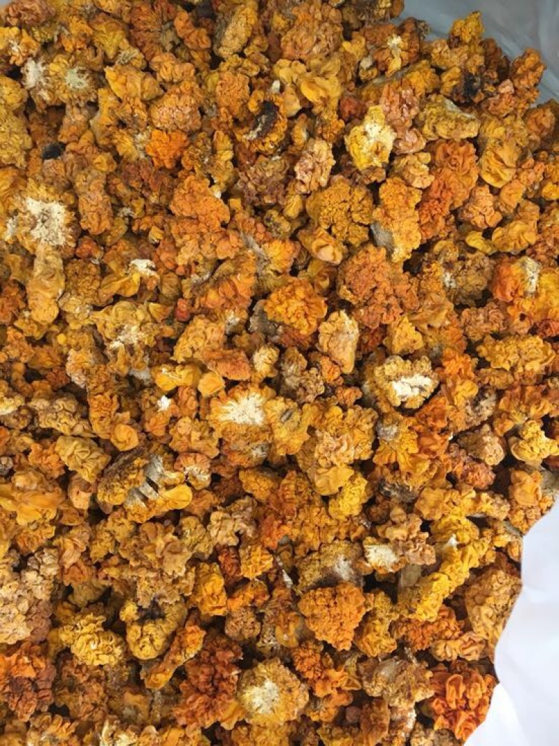 金耳黄耳脑耳菌断木金耳菌银耳