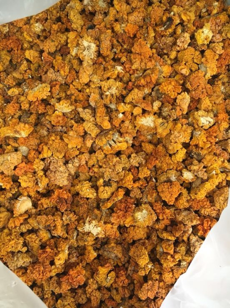 金耳黄耳脑耳菌断木金耳菌银耳