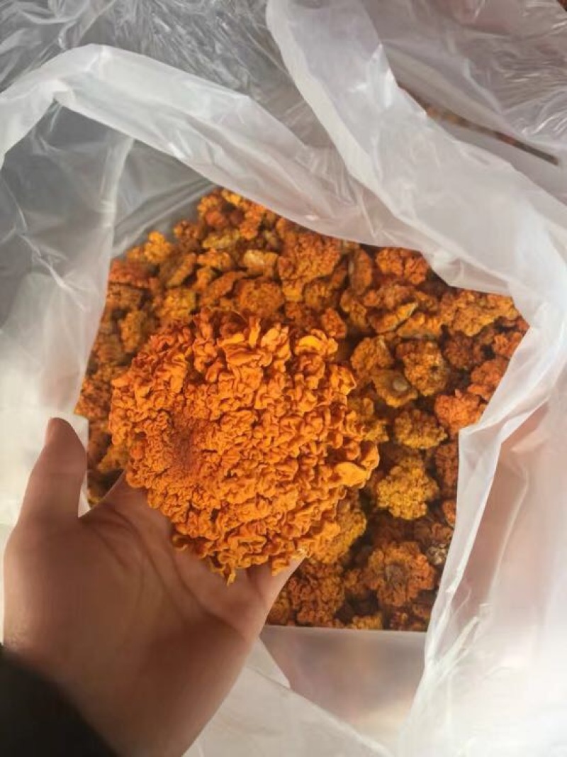 金耳黄耳脑耳菌断木金耳菌银耳