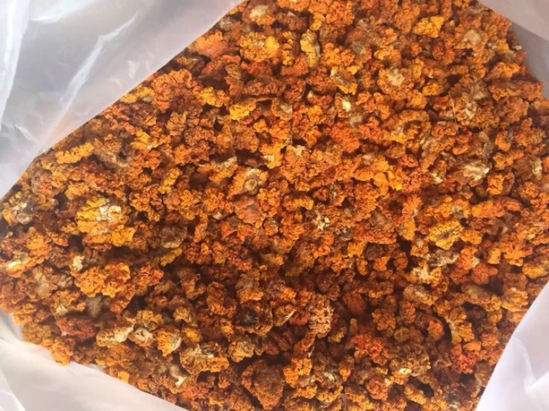金耳黄耳脑耳菌断木金耳菌银耳