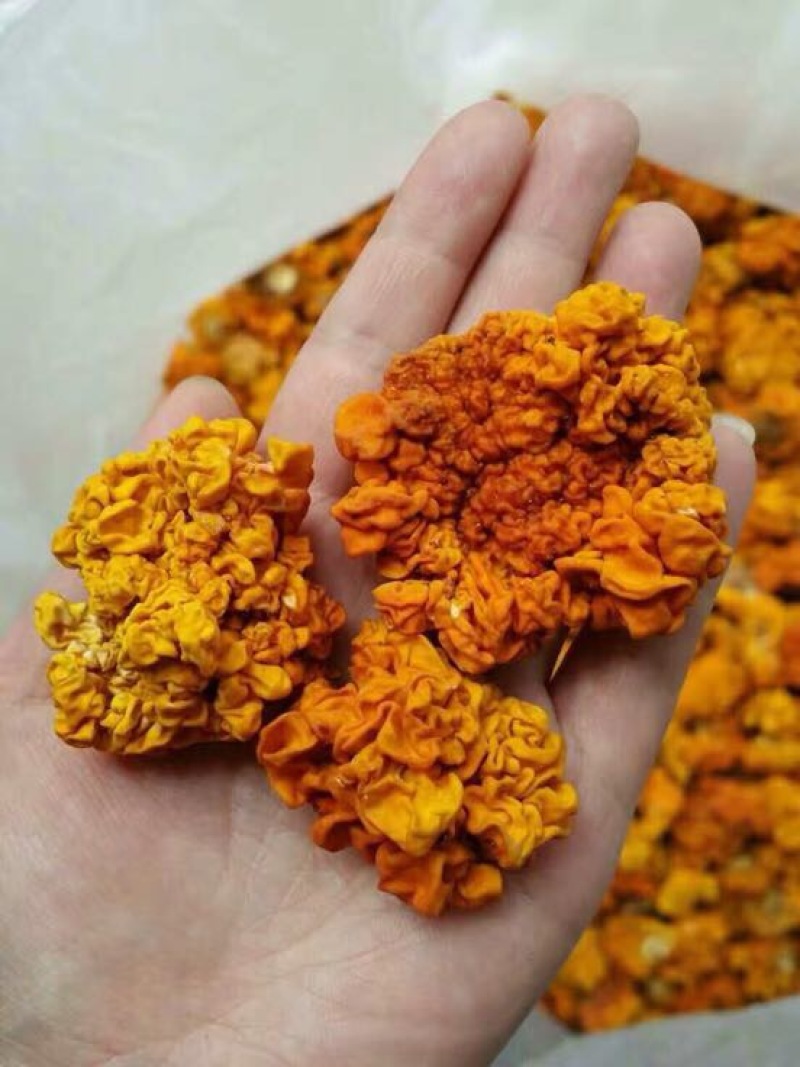 金耳黄耳脑耳菌断木金耳菌银耳