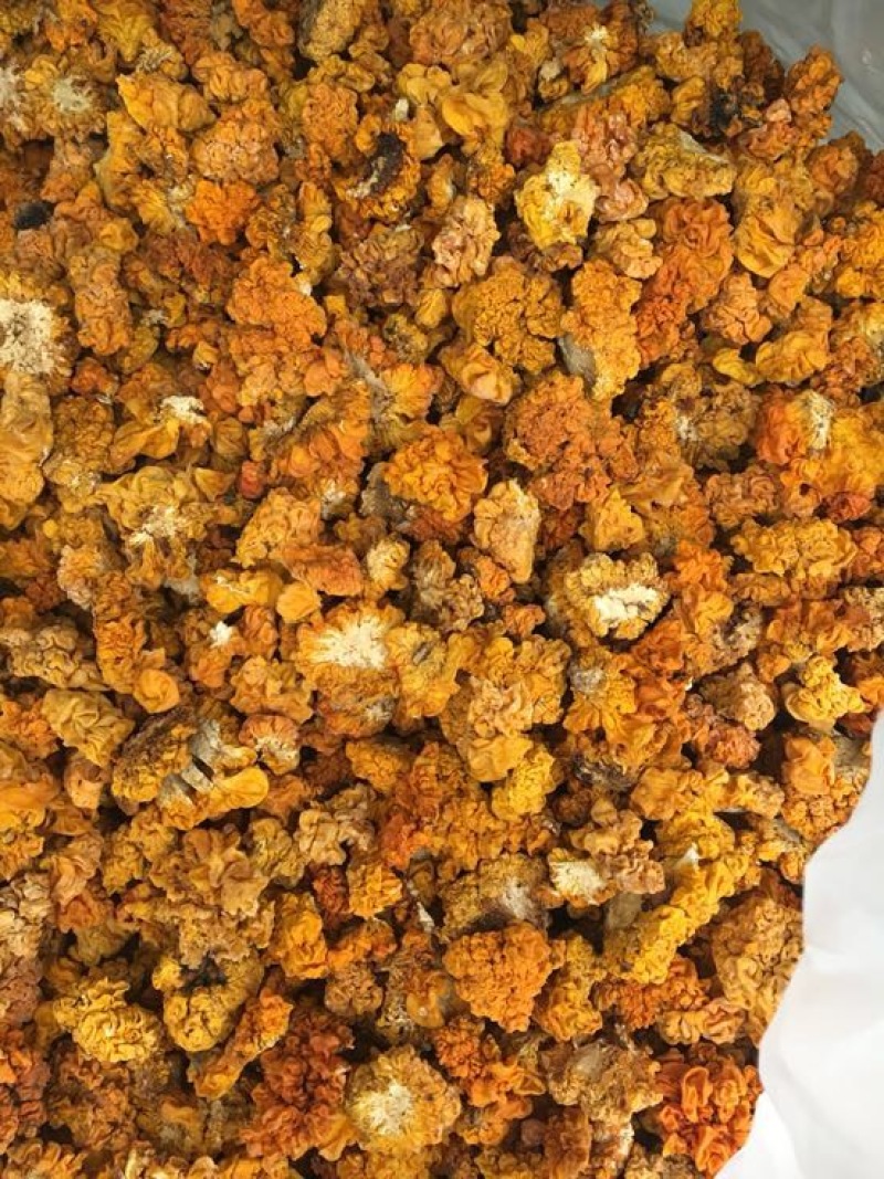 金耳黄耳脑耳菌断木金耳菌银耳