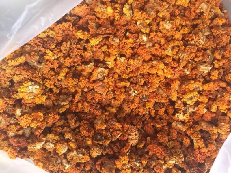 金耳黄耳脑耳菌断木金耳菌银耳