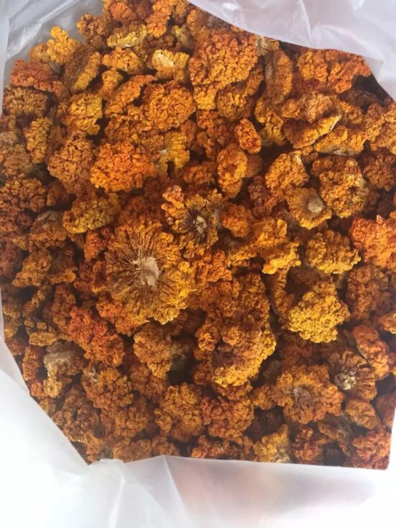 金耳黄耳脑耳菌断木金耳菌银耳