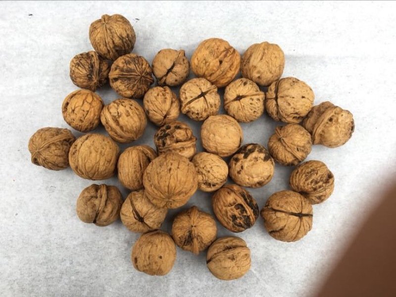 绵核桃去皮干
