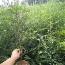 红豆杉苗30~40cm