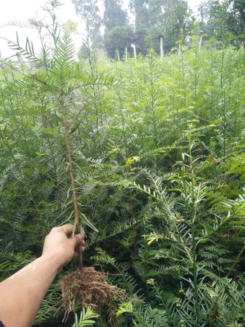 红豆杉苗30~40cm