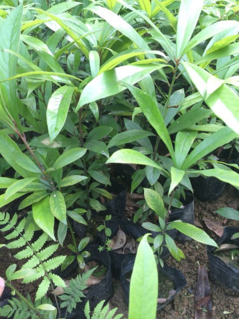 桢楠树苗30~50cm，无纺布袋，耐运输成活率高！