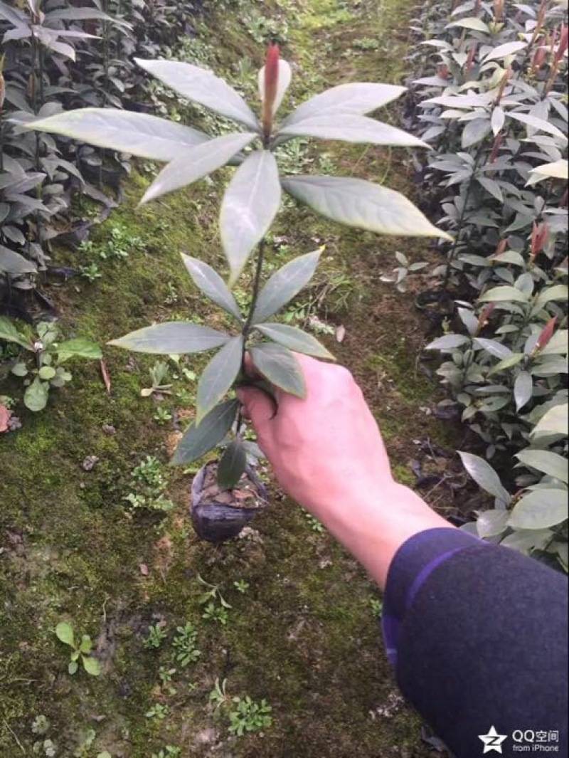 桢楠树苗30~50cm，无纺布袋，耐运输成活率高！