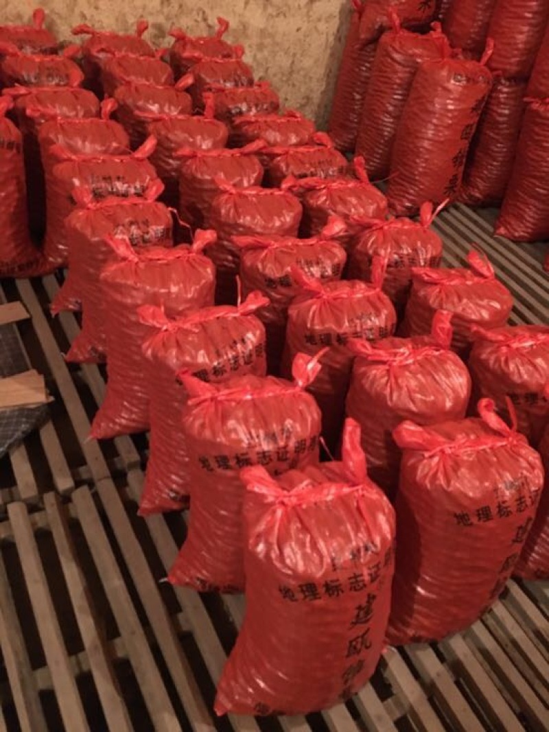 建瓯锥栗处暑红大量供应货源充足，量大从优对接全国