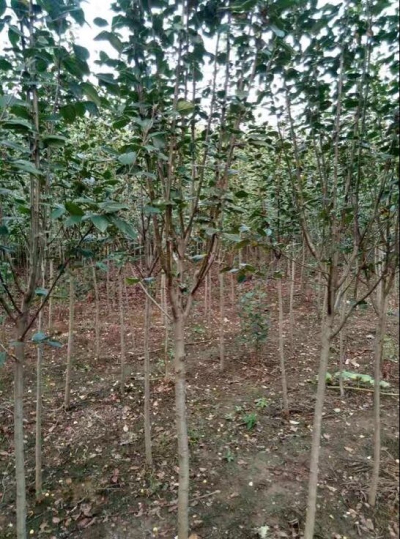 北美海棠4~6cm4cm以下4cm以下