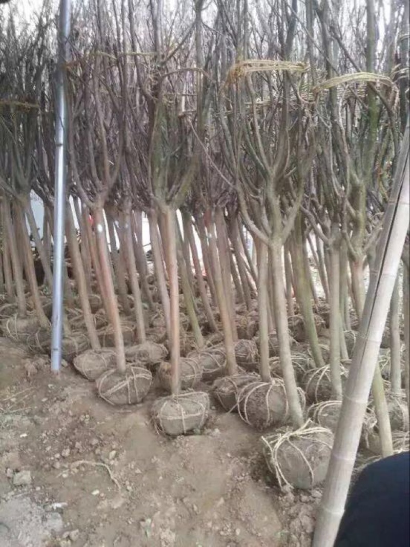 北美海棠4~6cm4cm以下4cm以下