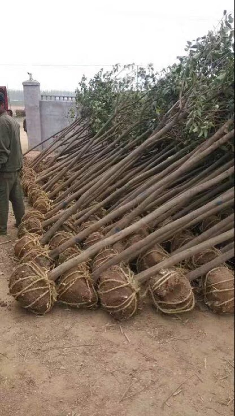 北美海棠4~6cm4cm以下4cm以下