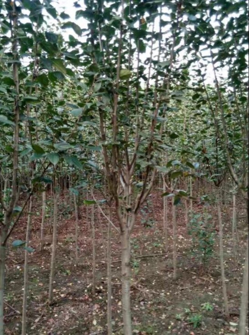 北美海棠4~6cm4cm以下4cm以下