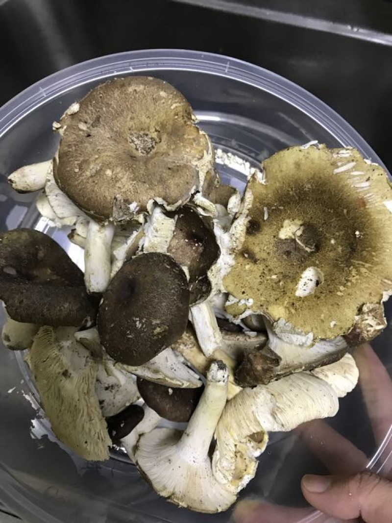 梨菇武平本地梨菇