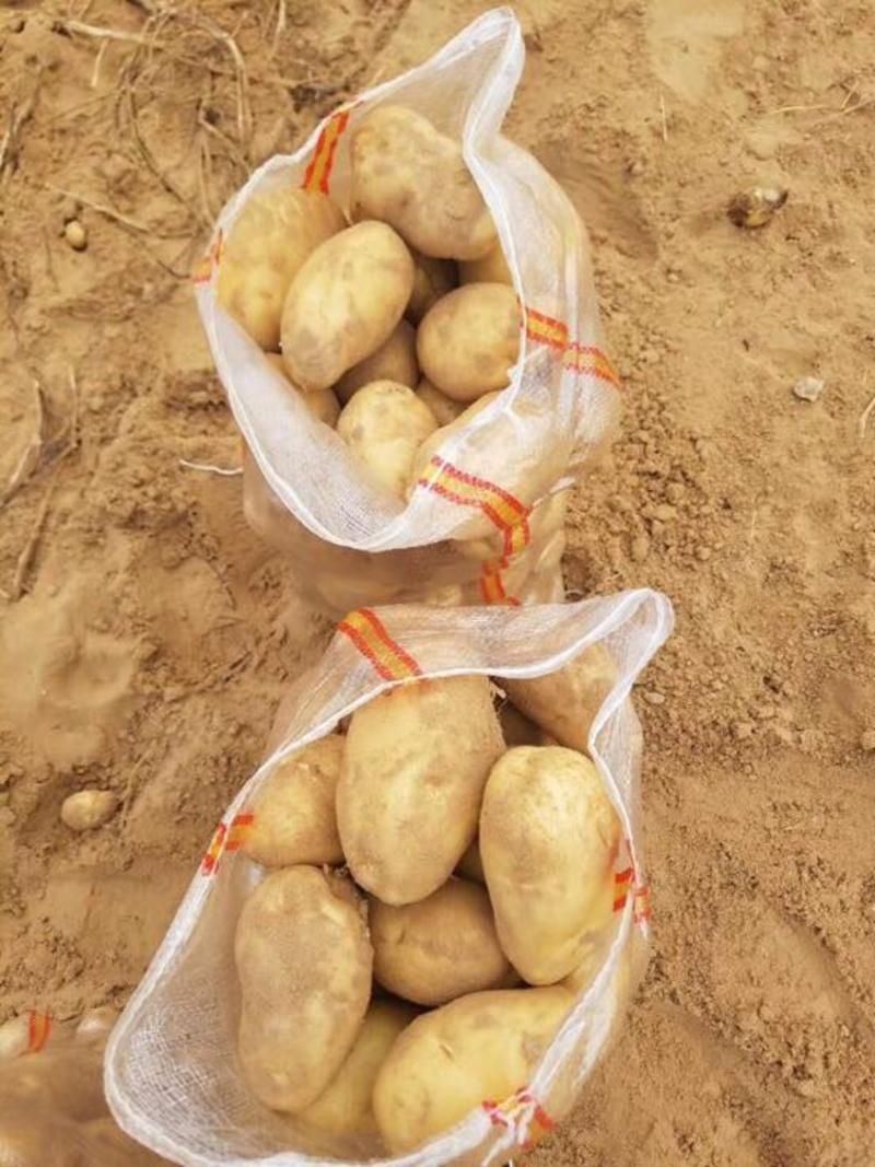 纯沙地黄皮黄心土豆（陇薯七号）品种多支持箱子袋子包装