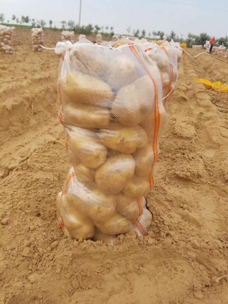 纯沙地黄皮黄心土豆（陇薯七号）品种多支持箱子袋子包装
