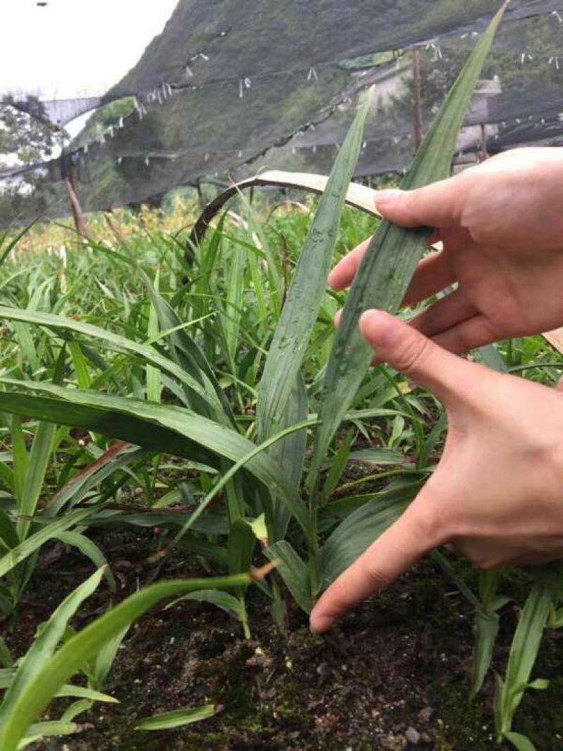 三叉白芨种苗20~30cm