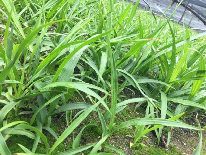 三叉白芨种苗20~30cm