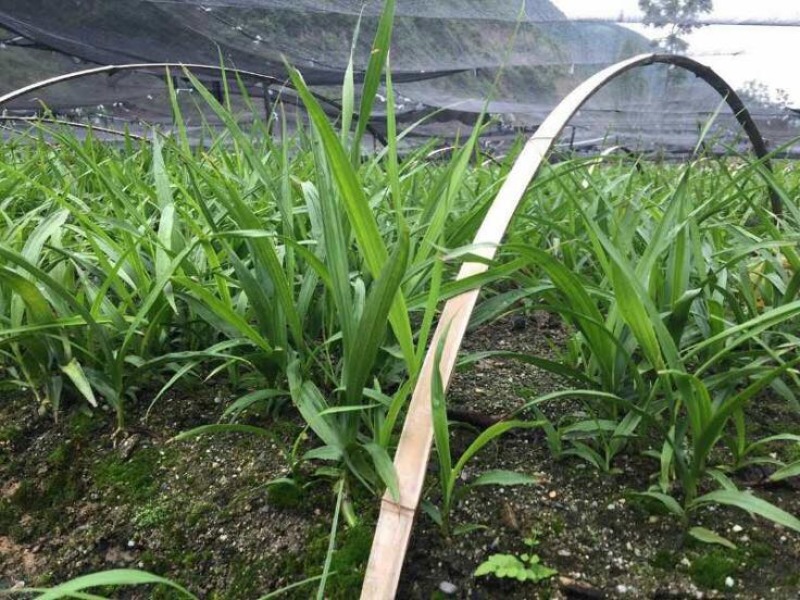 三叉白芨种苗20~30cm