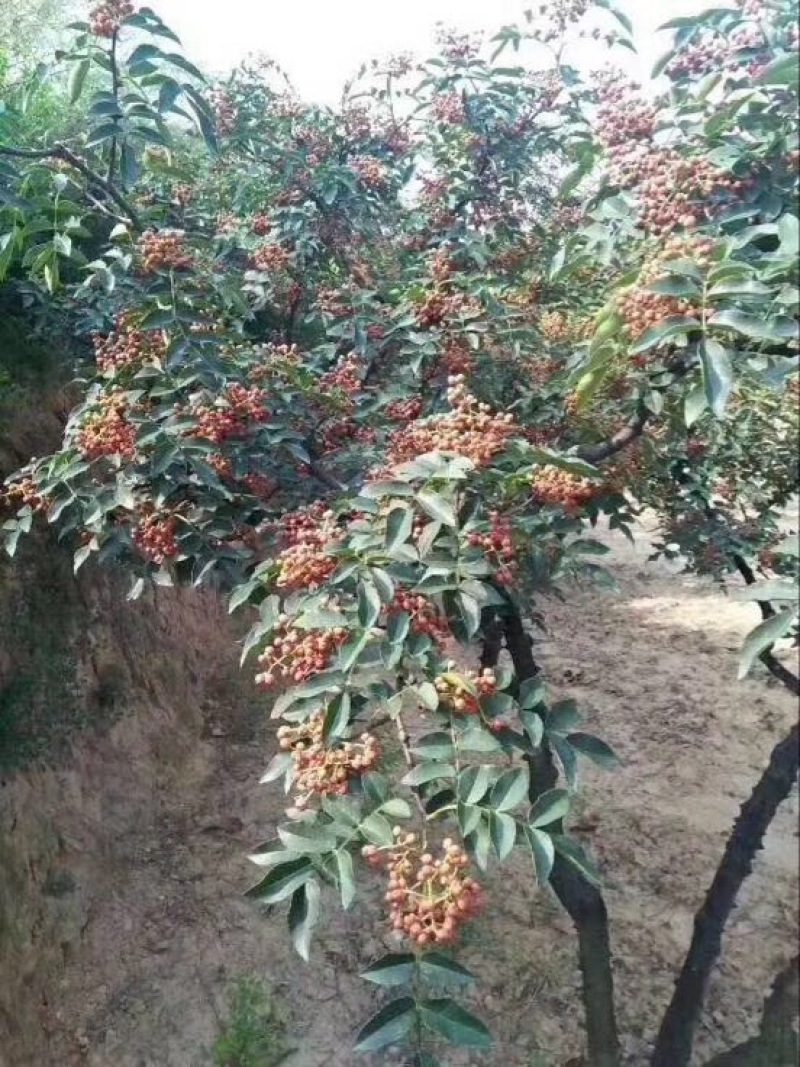 大红袍花椒特级干