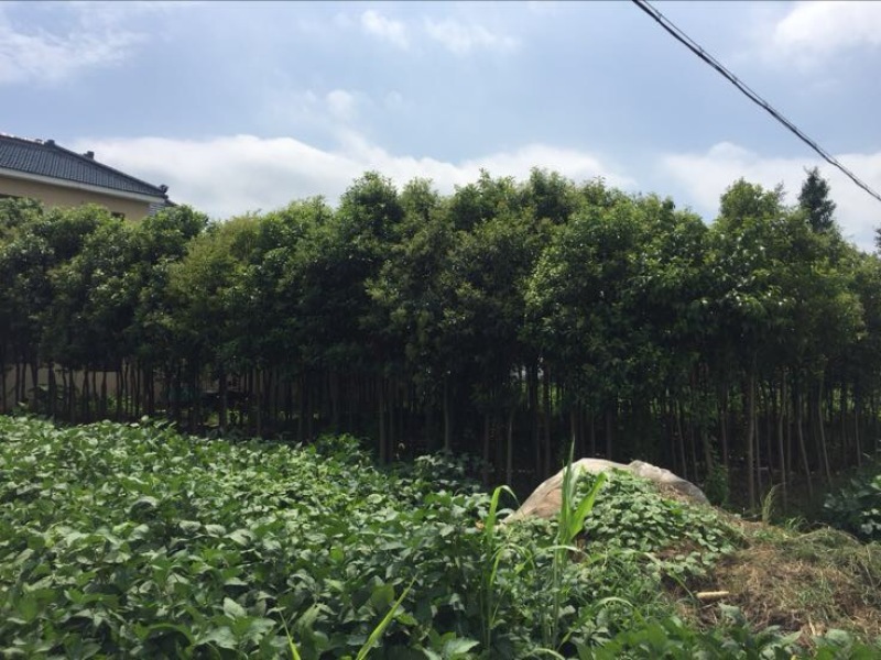 高杆女贞6~8cm