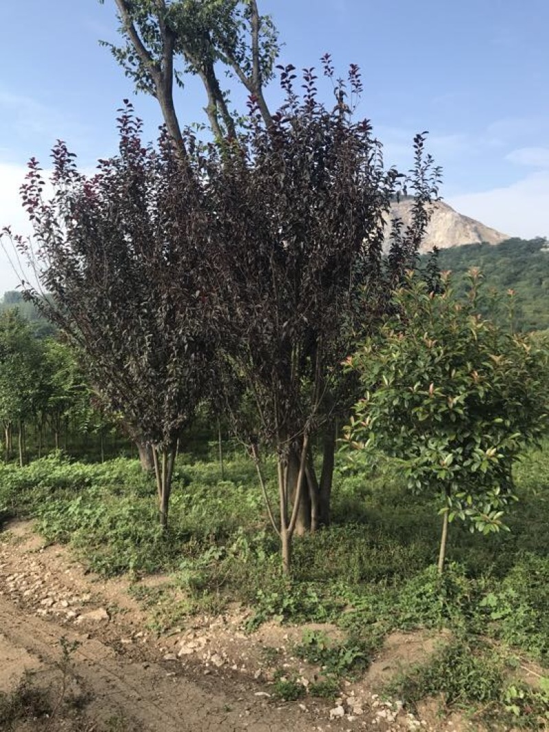 红叶李