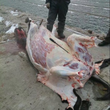 驴肉鲜货