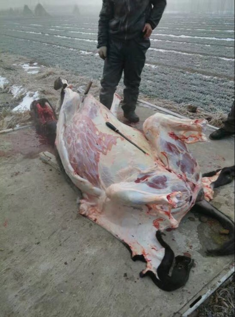 驴肉鲜货