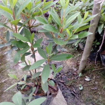 杜鹃苗10~20cm