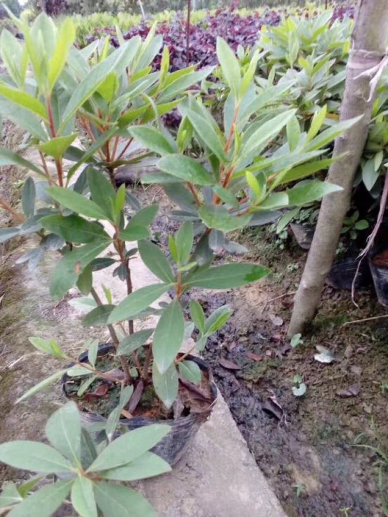 杜鹃苗10~20cm