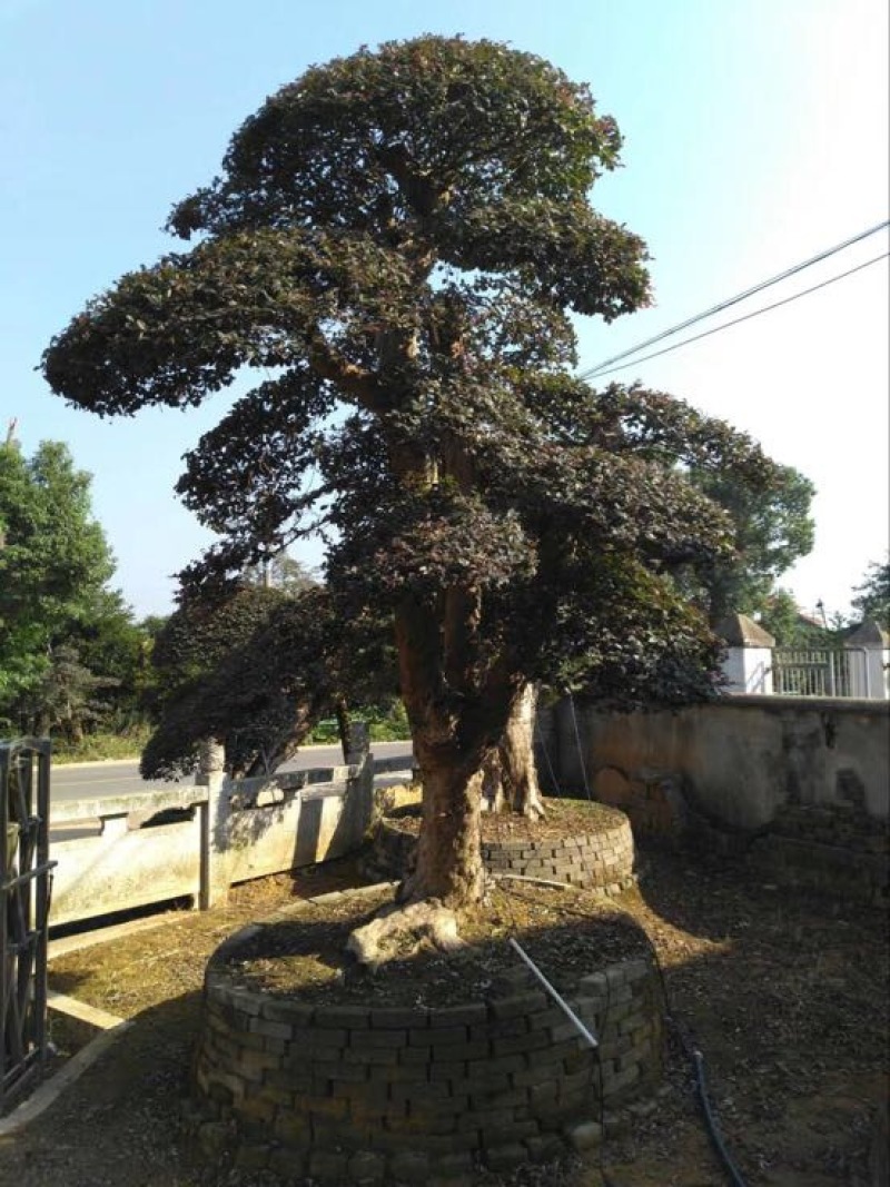 红花继木20cm以上4cm以下0.5米以下