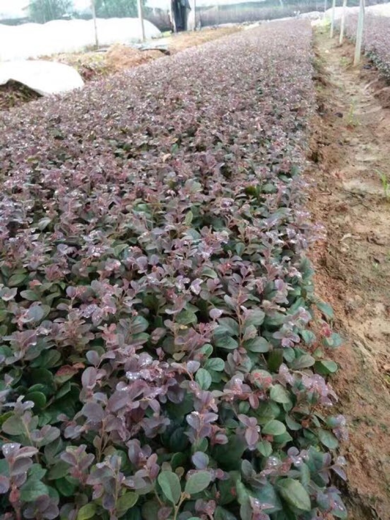 红花继木20cm以上4cm以下0.5米以下