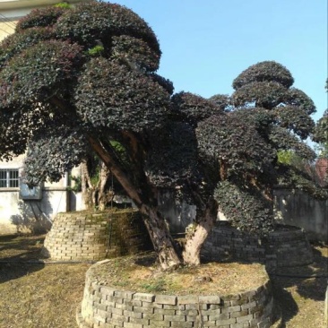 红花继木18~20cm18~20cm2.5~3米