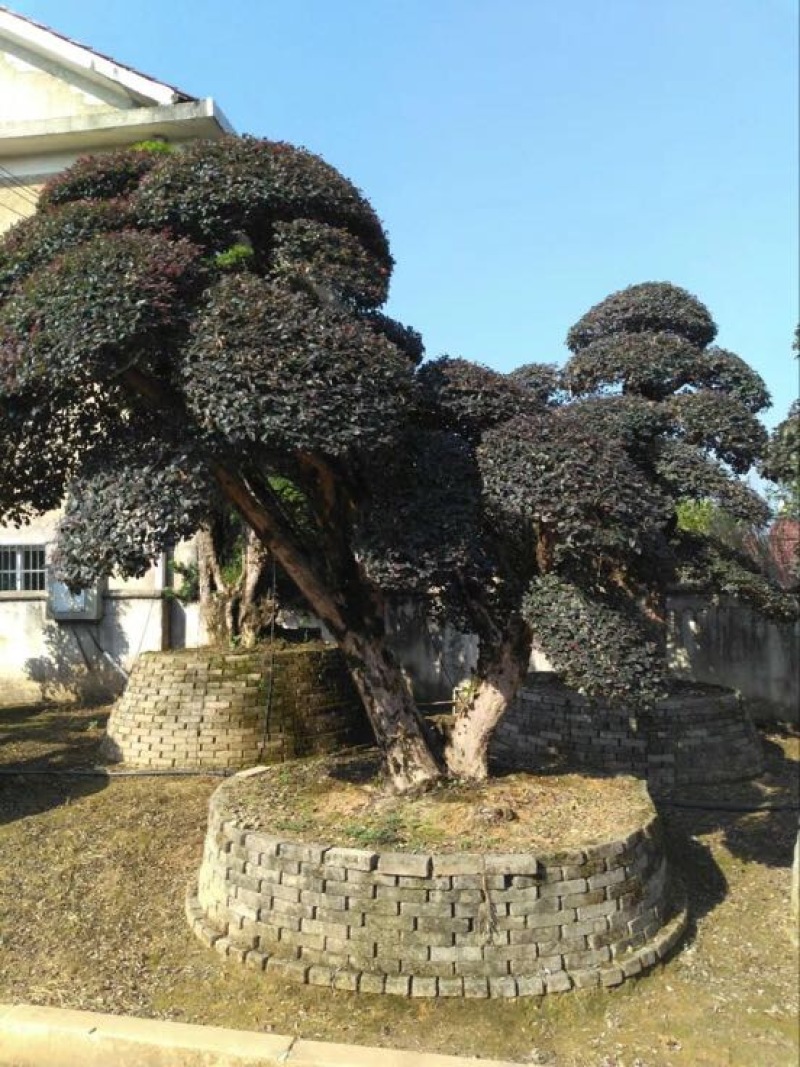 红花继木18~20cm18~20cm2.5~3米