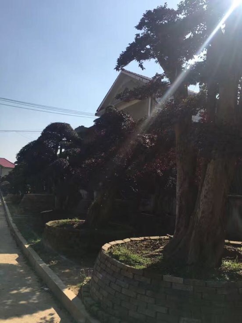 红花继木18~20cm18~20cm2.5~3米