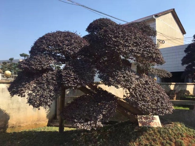 红花继木18~20cm18~20cm2.5~3米