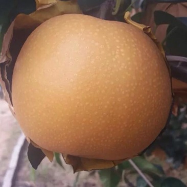 晚秋黄梨纸袋300g-600g精品果
