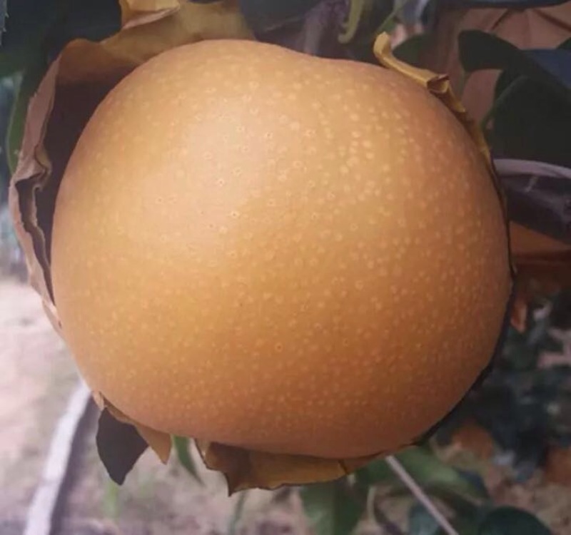 晚秋黄梨纸袋300g-600g精品果