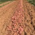 辽宁瓦房店烟薯25济薯26各品种齐全，需要直接打电话联系
