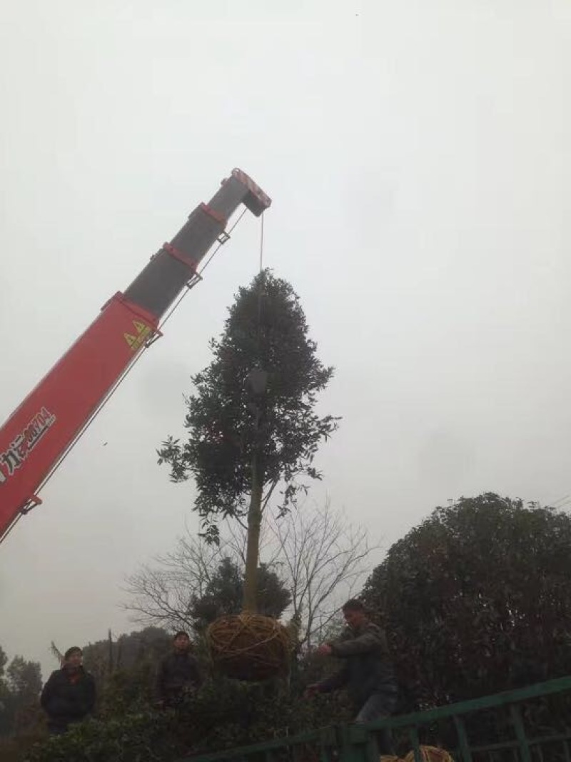 竹柏6cm以上4~5米