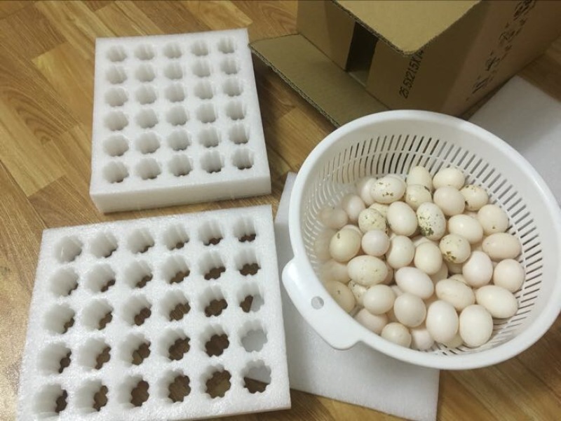 鸽子蛋食用