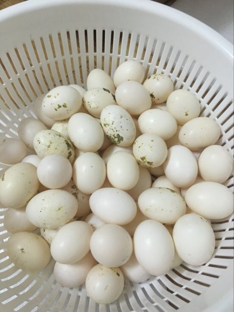 鸽子蛋食用