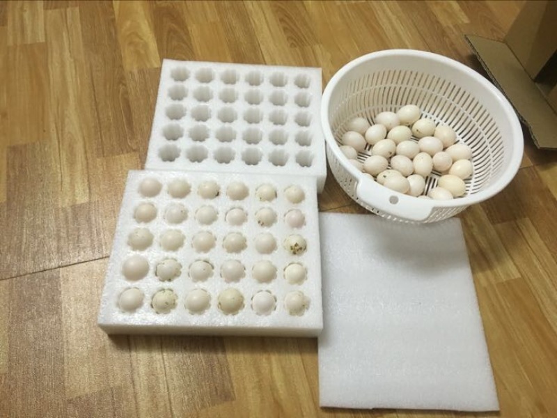 鸽子蛋食用