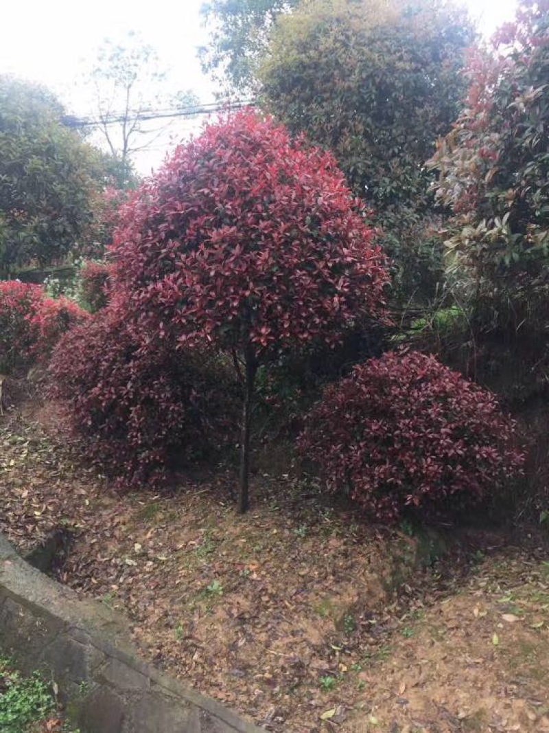 红叶石楠12~14cm8~10cm2.5~3米