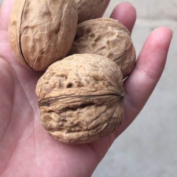 薄皮核桃30mm以上去皮干