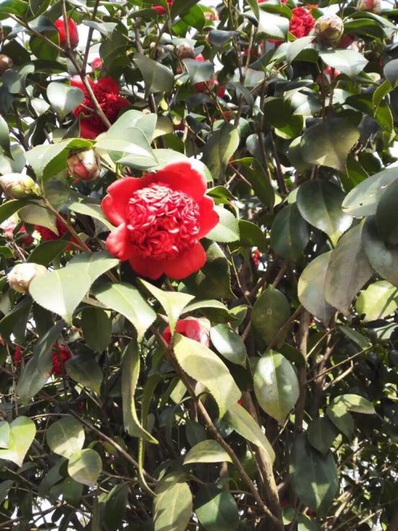 茶花140cm以上