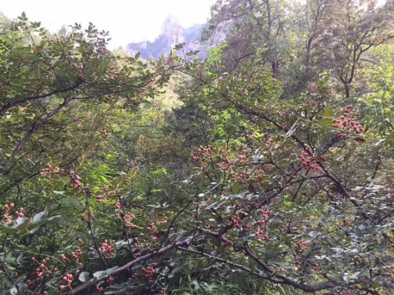 大红袍花椒一级干